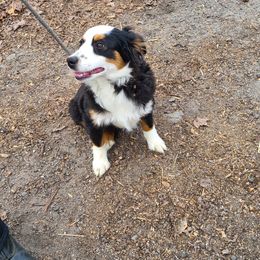 Simba - Black tri Miniature Australian Shepherd puppy in Bethany, Connecticut from Tini Thyme Mini Aussies