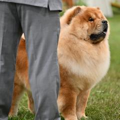 Chow Chow from Graystone Kennel