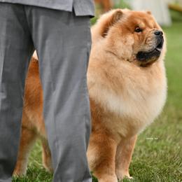 Chow Chow from Graystone Kennel