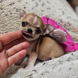 Flashy Valentino - Red and white male Chihuahua puppy in Ligonier, Indiana from Country Charm Chihuahuas