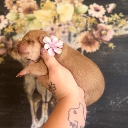 Alana - Cream female Chinese Shar-Pei puppy in Lehigh Acres, Florida from Florida Wrinkles