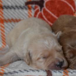Male 1 of 4 - Cream male Goldendoodle puppy in Macedon, New York from Toodles Goldendoodles