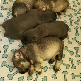 Miniature Schnauzer Puppies from Gerhauzer's Schnauzers