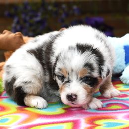Girl 5 - female Australian Shepherd puppy in Lake Ann, Michigan from Star Australian Shepherds