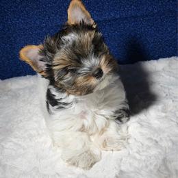 Pebbles -AKC 4000 small - Black tan and white female Biewer Terrier puppy in Douglas, Georgia from Heartland small breeds