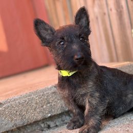 Comet (light green ) - Black brindle male Scottish Terrier puppy in Chattanooga, Oklahoma from Lottie Dottie Scottie’s and Papillons