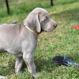 Weimaraner Puppies from Meadow Ridge Weims