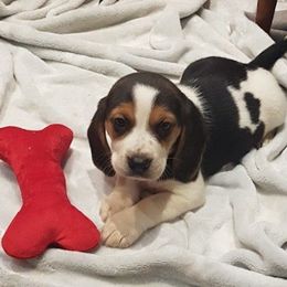 Beagle and Soft Coated Wheaten Terrier Puppies from Blueprint Beagles