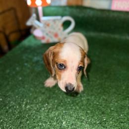 Lena - Piebald female Dachshund puppy in West Cleo, Oklahoma from 4L Doxies