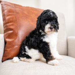 Maple Mae - Tri-color female Bernedoodle puppy in Salt Lake City, Utah from Country Lane Doodles