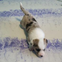 Merle Girl 2 - Blue merle and white female Cardigan Welsh Corgi puppy in Myton, Utah from Cardigan Corgi Cuties 💓