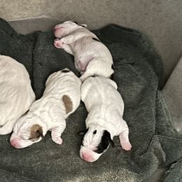 Russell Terrier puppies from Jerome Russell Terriers