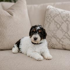 Shock - Black and white male Aussiedoodle puppy in Inman, South Carolina from Dark Corner Doodles
