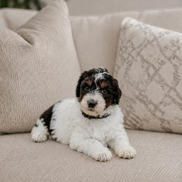 Shock - Black and white male Aussiedoodle puppy in Inman, South Carolina from Dark Corner Doodles