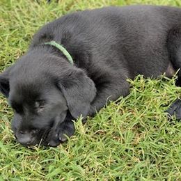 Labrador Retriever Puppies from Fatcity Labradors