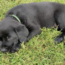 Labrador Retriever Puppies from Fatcity Labradors
