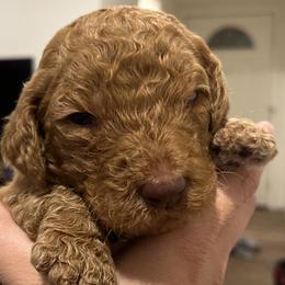 Boy 5 - Goldendoodle puppy in Cameron Park, California from Silkie Doodles