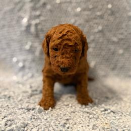 Woody - Red  male Goldendoodle puppy in Springfield, Tennessee from BK3 Miniature Goldendoodles