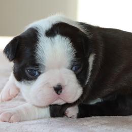 Mitzi - Black brindle and white female Boston Terrier puppy in Winnsboro, Texas from JP Ranch Bulldogs