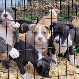 American Staffordshire Terrier Puppies from GrinNation Noble Am Staffs