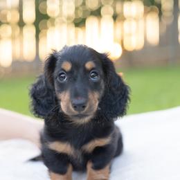Dachshund Puppies from Rising Dawn Dachshunds