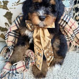 Mr.Red - Phantom male Bernedoodle puppy in Curtice, Ohio from The Pink Doghouse