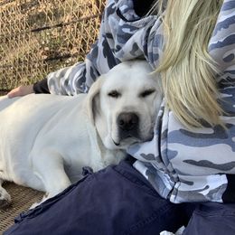 Labrador Retriever All Grown Up from Chateau St. John