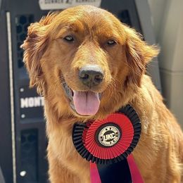 Golden Retrievers from Lincoln Kennels