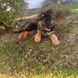German Shepherd Puppies from Golden Ridge