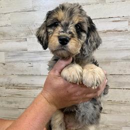 Goldendoodle Puppies from Cane Creek Goldendoodles