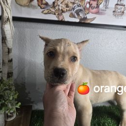 Orange - Fawn male Cane Corso puppy in St. Augustine, Florida from RG2 Cane Corsos
