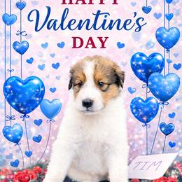 Tim - White male Collie puppy in Carencro, Louisiana from Cajun Bayou's Collies LLC
