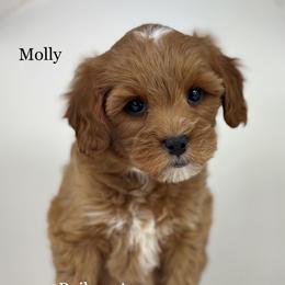 Molly - Red  female Goldendoodle puppy in Milford, Indiana from Railway Acres Kennel