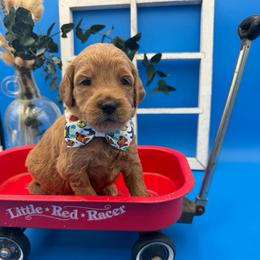 Toby - Apricot male Goldendoodle puppy in Willacoochee, Georgia from Kitandkboodle's Doodles