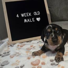 Dachshund Puppies from Blue Ridge Weenies