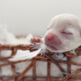 Companion Cross, Maltese, and Maltipoo Puppies from Seeking Shalom Acres Maltese, Maltipoos & Havamalts