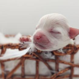 Companion Cross, Maltese, and Maltipoo Puppies from Seeking Shalom Acres Maltese, Maltipoos & Havamalts