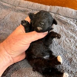 Laney - Silver female Poodle puppy in Florence County, South Carolina from Modern Family Standards