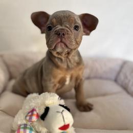 Boy 3 - Tricolors male French Bulldog puppy in Walnut, California from Flores Frenchies