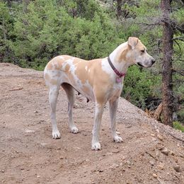 Great Danes from Chari's Great Danes