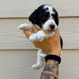 Wallen - Tri-color male Bernedoodle puppy in Horseshoe Bend, Idaho from Over the Moon Poodles and Doodles