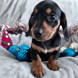 Ember - Black and tan female Dachshund puppy in Ocala, Florida from Weenie Boops