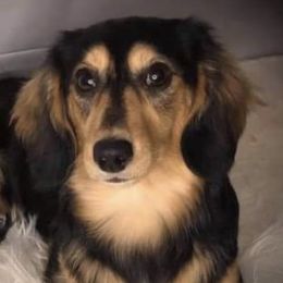 Able - Dachshund