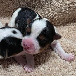 Parti Boy - Parti male Yorkshire Terrier puppy in Lakeland, Florida from You Me & The Yorkies