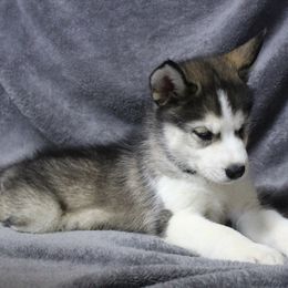 Siberian Husky Puppies from T and T Kennels
