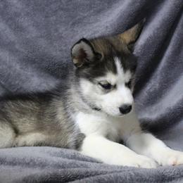 Siberian Husky Puppies from T and T Kennels