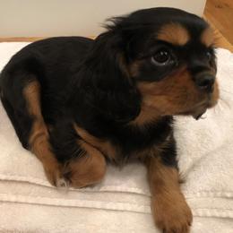 Cavalier King Charles Spaniel Puppies from Carter Woods Cavaliers