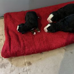 Lassie OFA - Black rust and white female Bernese Mountain Dog puppy in Strasburg, Ohio from Lois Allison
