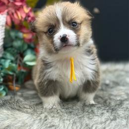 Reese - Sable and white male American Corgi puppy in Missouri from Country Legends Aussies & Corgis