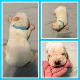 Light Blue collar Male - Lemon and white male Basset Hound puppy in Columbia, South Carolina from Pawmetto Hounds